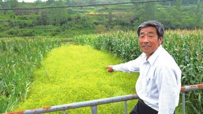 致富药材种植_野生草药种植_野生中药种植致富