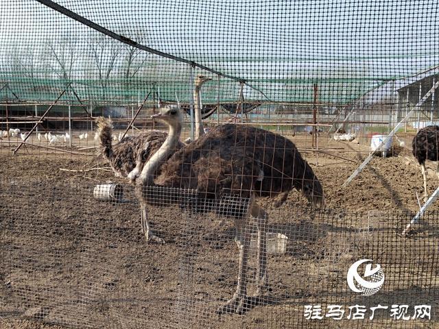 淮南土鸡苗批发_淮南养鸡场_致富经淮南市养殖山鸡