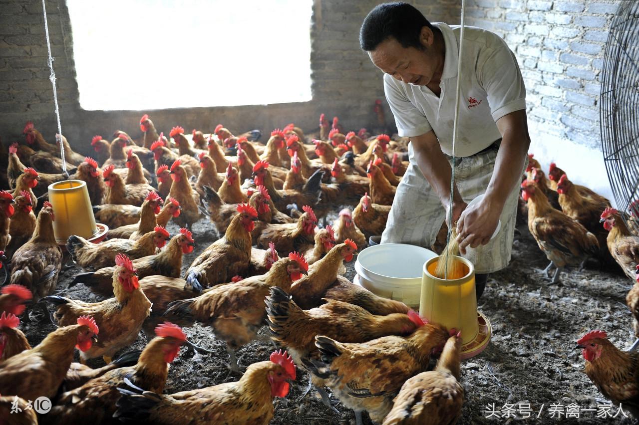 土鸡养殖防疫流程_土鸡养殖防疫技术_土鸡养殖技术及防疫管理