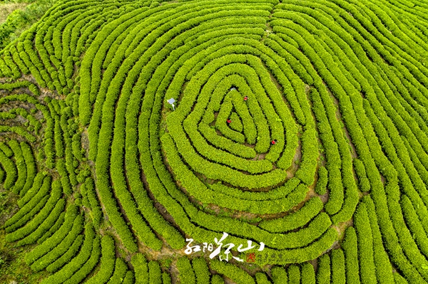 贫困村致富_山区农村致富_贫困山乡种植致富