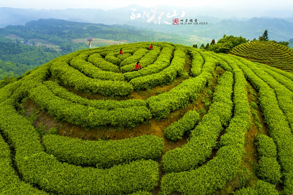 贫困村致富_山区农村致富_贫困山乡种植致富
