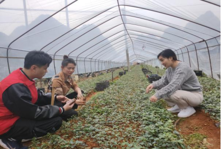 药草种植哪几种最赚钱野生药草_致富药材种植_野生中药种植致富