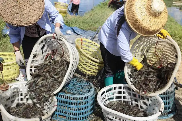 斑节虾的养殖技术_斑节虾养殖基地_斑节对虾养殖