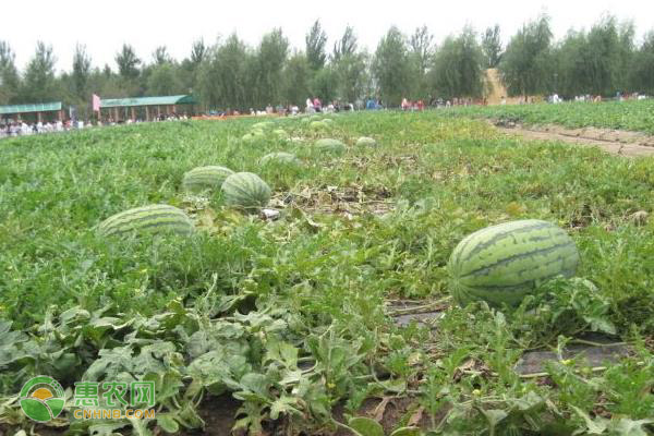 视频致富种植大全下载_致富经种植视频大全_致富小视频