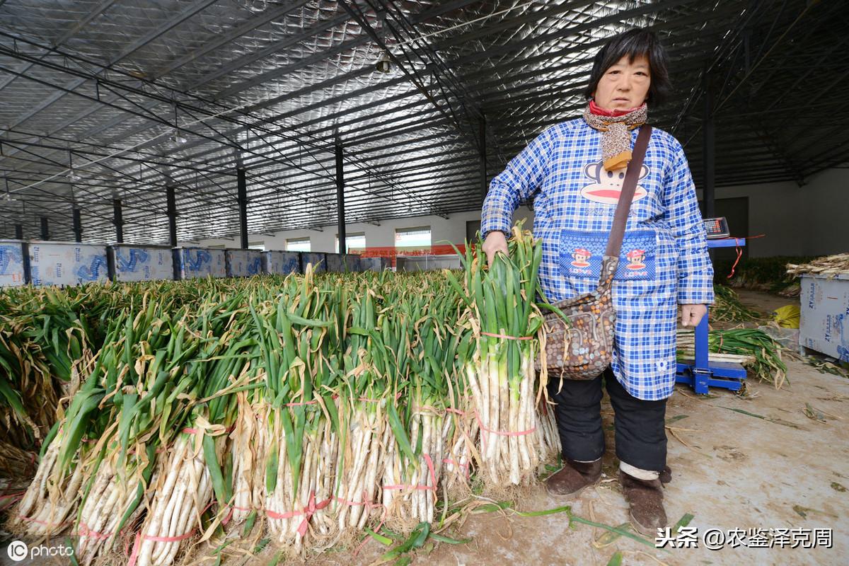 农业节目致富经_农业种植致富节目_致富种植视频全集