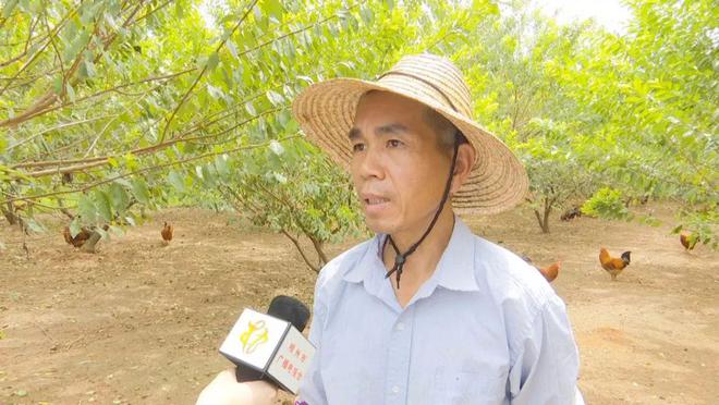 致富经淮南市养殖山鸡_淮南蛋鸡养殖场_淮南鸡苗批发市场