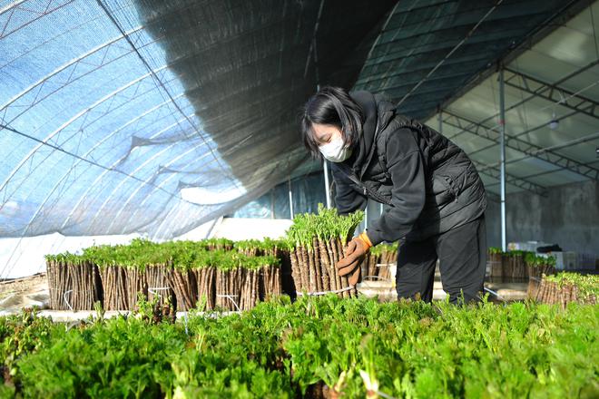 新春走基层|反季刺嫩芽成抢手年货——小村庄的山野菜“生金”记