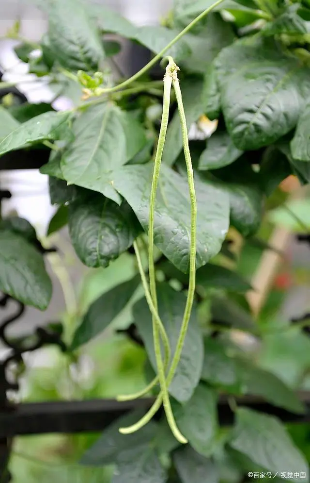 长豆角怎么种植技术视频教程_长豆角种植技术及管理_长豆角种植技术视频