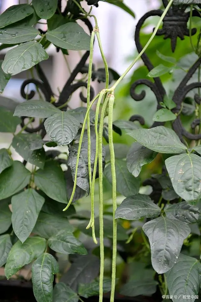 长豆角种植技术及管理_长豆角怎么种植技术视频教程_长豆角种植技术视频