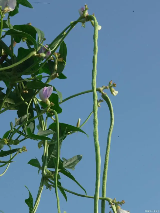 长豆角种植技术及管理_长豆角种植技术视频_长豆角怎么种植技术视频教程