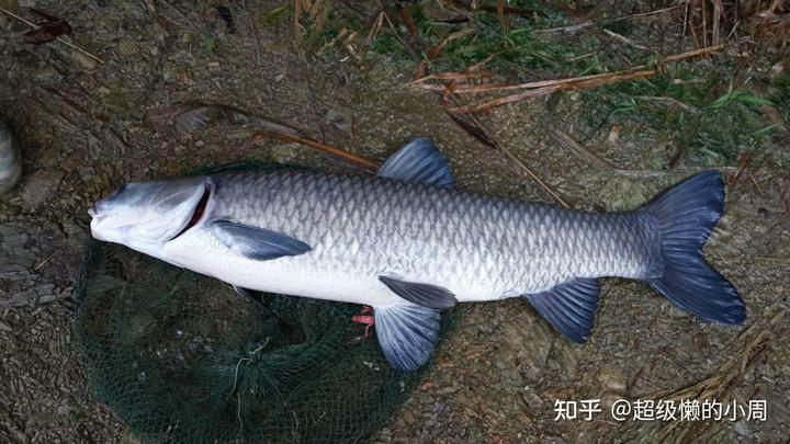 海水白鲳鱼养殖基地_淡水白鲳养殖_海水白鲳鱼养殖技术