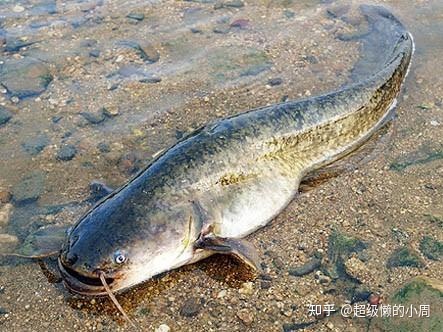 海水白鲳鱼养殖基地_海水白鲳鱼养殖技术_淡水白鲳养殖