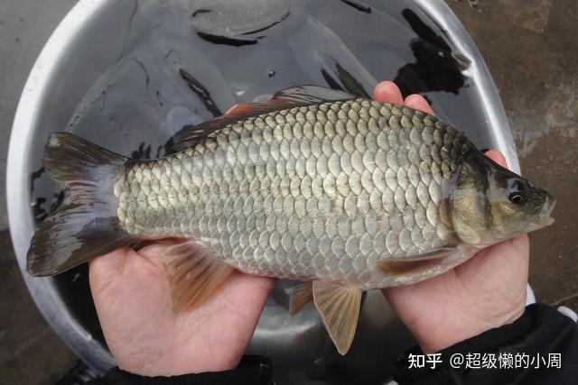 淡水白鲳养殖_海水白鲳鱼养殖基地_海水白鲳鱼养殖技术