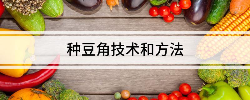 种豆角技术和方法