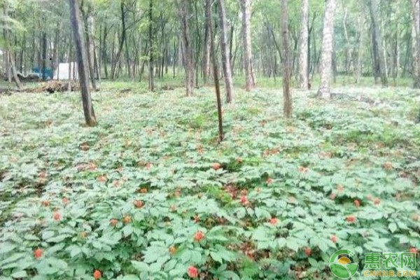 致富种植业特色是什么_致富种植业特色产业_致富经特色种植业