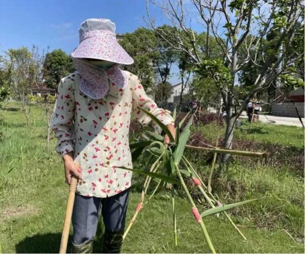 菖蒲水中种植方法_致富经水菖蒲种植的视频_菖蒲水培养殖方法