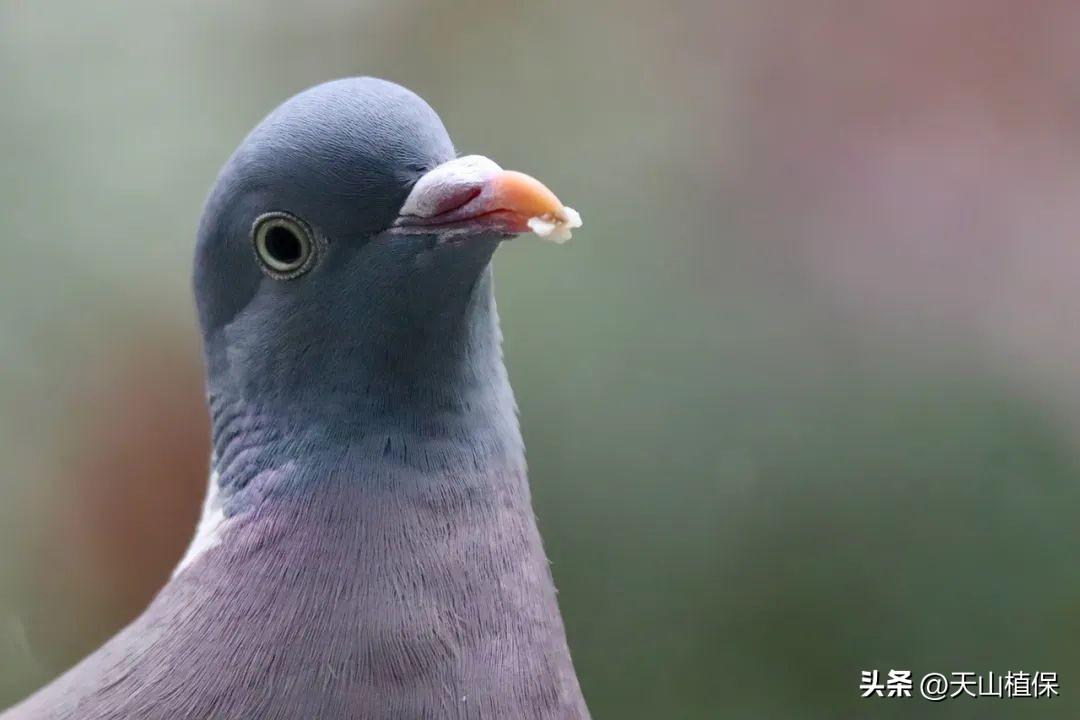 致富经麻雀养殖_致富经麻雀养殖_致富经麻雀养殖