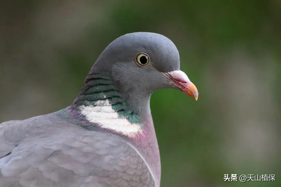 致富经麻雀养殖_致富经麻雀养殖_致富经麻雀养殖