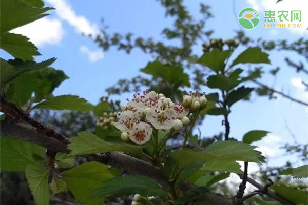 理发师转行深山养野猪，80后小伙闯出一条致富路