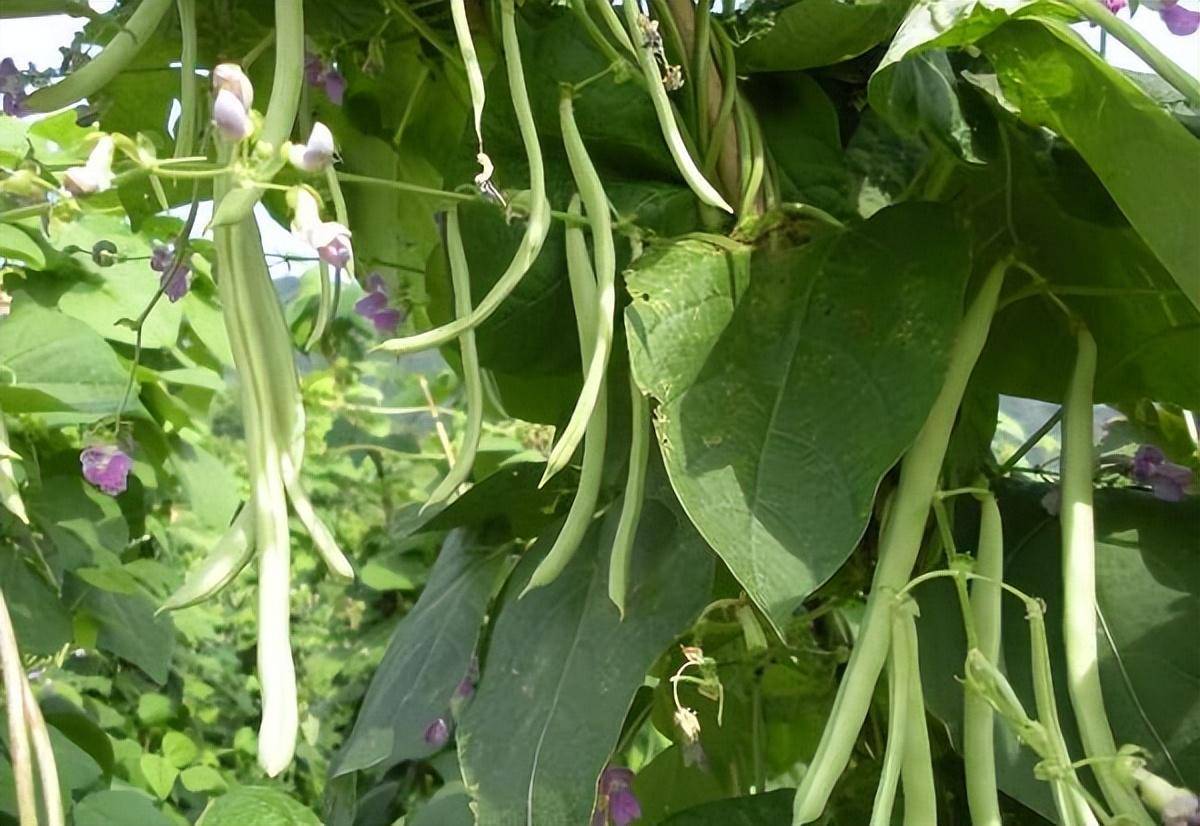 长豆角种植行株距_长豆角怎么种植技术视频教程_长豆角种植技术及管理