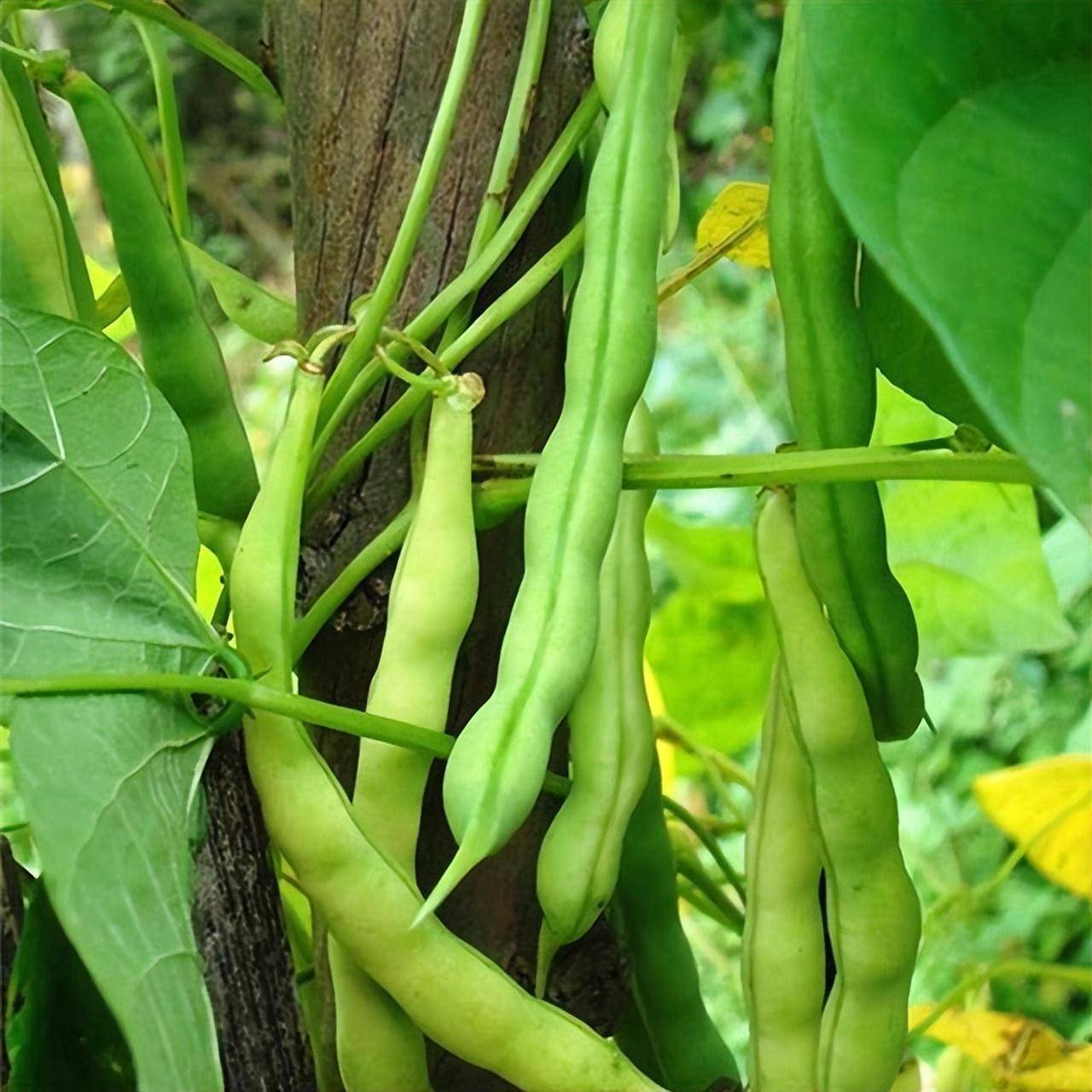 长豆角种植技术及管理_长豆角怎么种植技术视频教程_长豆角种植行株距