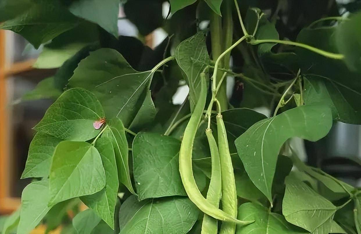 长豆角怎么种植技术视频教程_长豆角种植行株距_长豆角种植技术及管理