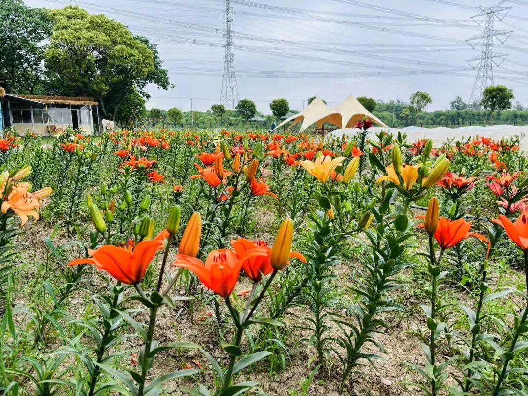 关于农民种植致富的新闻_致富新闻网_农村致富新闻