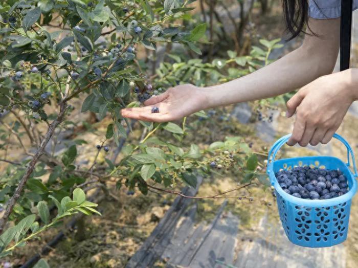 关于农民种植致富的新闻_农村种植致富案例_农民致富种植项目