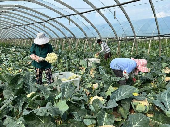 农村致富新闻_农民致富种植项目_关于农民种植致富的新闻