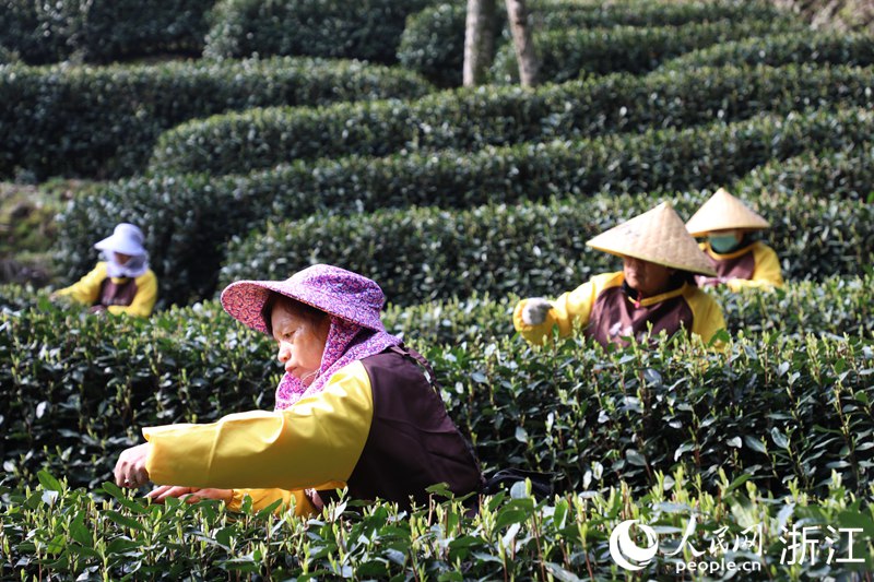 浙江：念好“新茶经” 香飘致富路