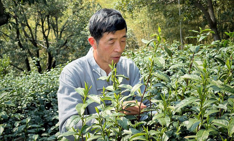 致富经郑志军厂家电话_致富经联系电话_致富经郑志军