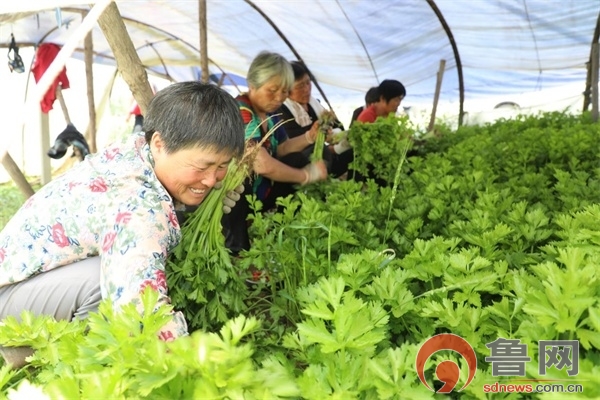 留守妇女种植大棚蔬菜致富