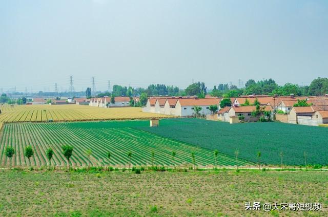 水稻旱地种植技术_旱地水稻种植技术视频_致富经水稻旱种植视频