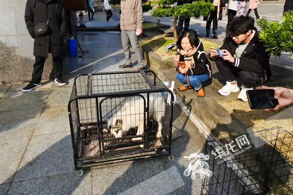 狐狸养殖的成本与利润_视频致富狐狸养殖_养殖狐狸致富视频