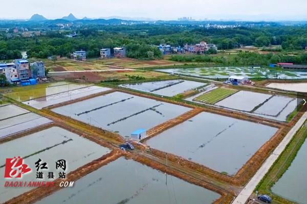 水稻旱种植育苗视频_旱地水稻种植技术视频_致富经水稻旱种植视频