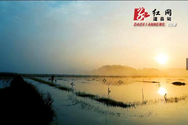 致富经水稻旱种植视频_水稻旱种植育苗视频_旱地水稻种植技术视频