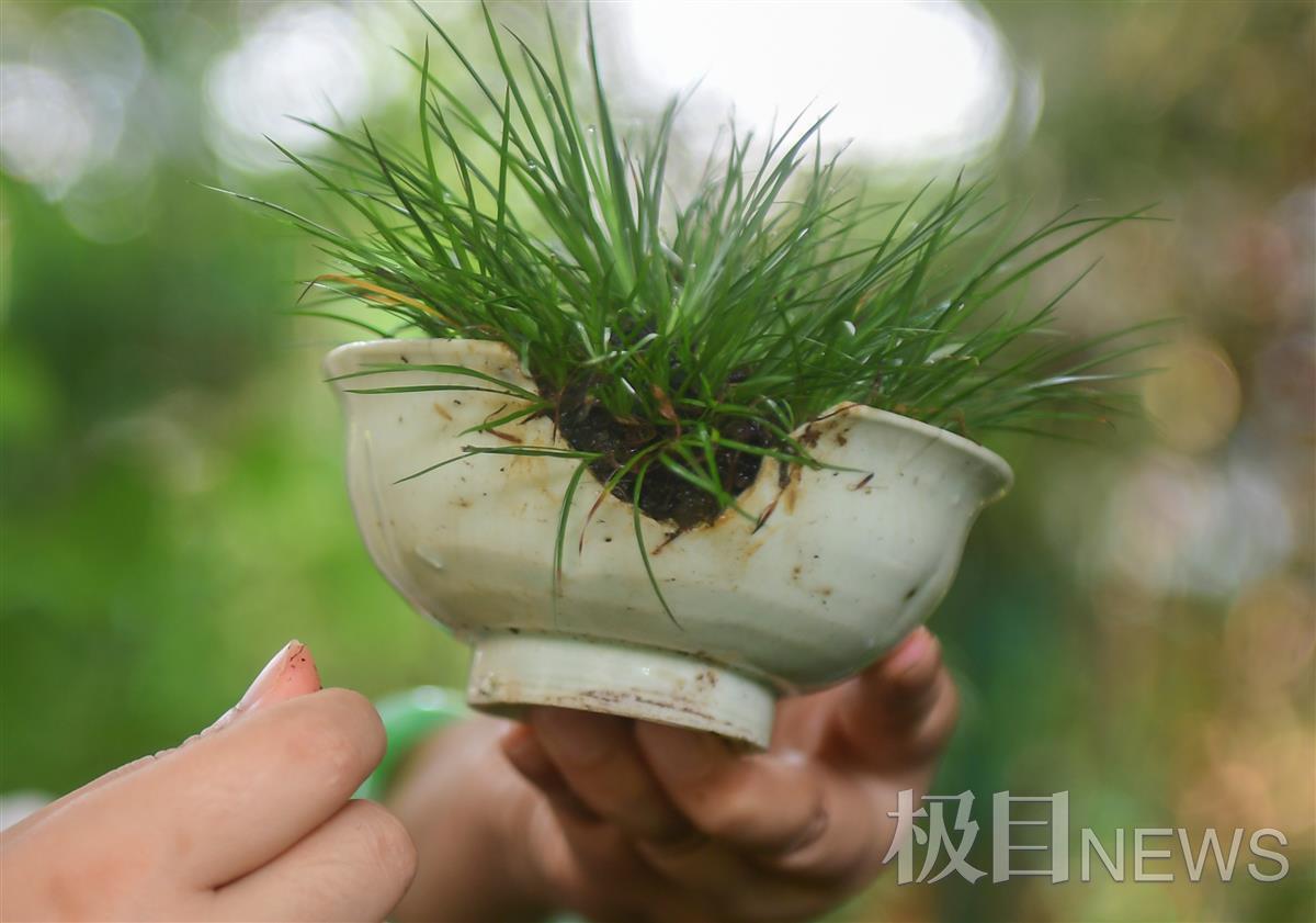 菖蒲水养殖方法如下_菖蒲种植方法如下_致富经水菖蒲种植的视频