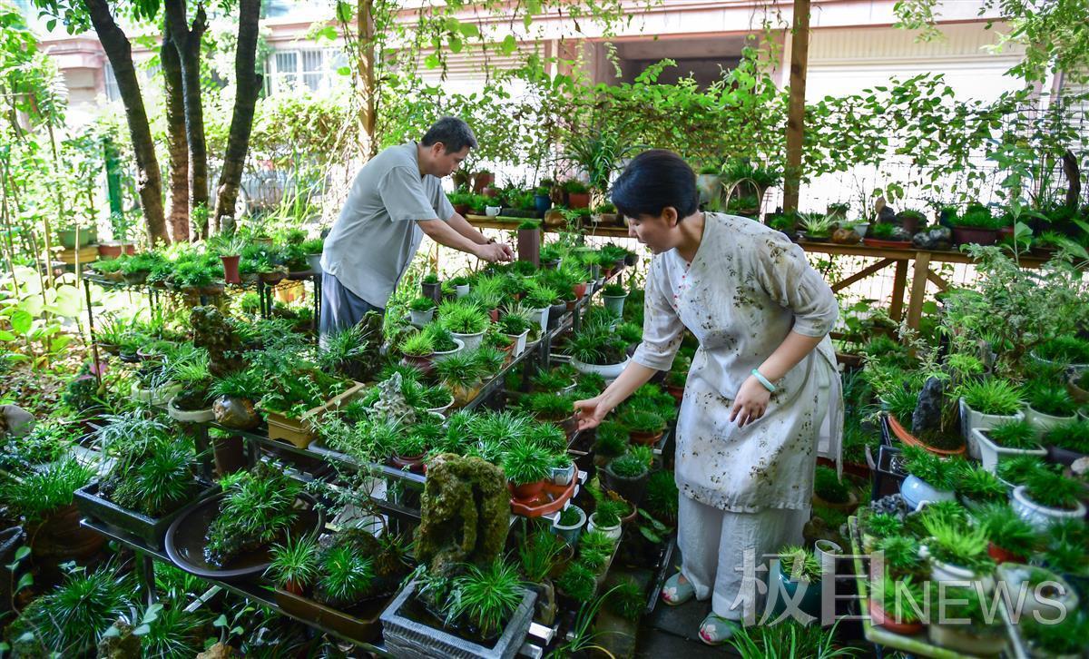 致富经水菖蒲种植的视频_菖蒲水养殖方法如下_菖蒲种植方法如下