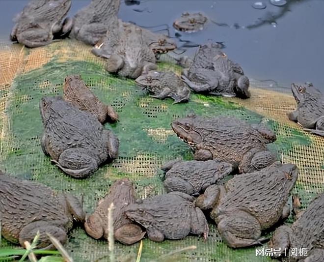 养殖牛蛙致富视频_视频致富养殖牛蛙是真的吗_养殖牛蛙视频大全