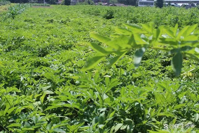 白芷种植技术与栽培管理