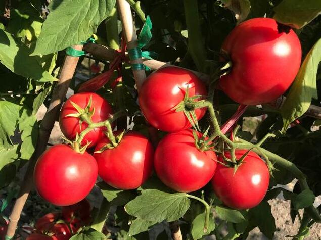 种植西红柿技术视频_种酉红柿的种植方法_酉红柿种植技术