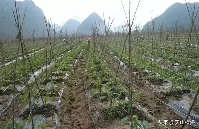 如何种植黑番茄，需要哪些种植技术？