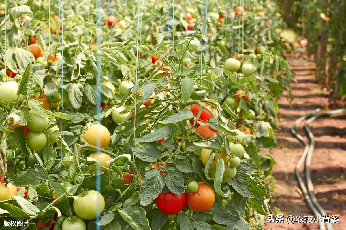 怎样种酉红柿_酉红柿种植技术_种植西红柿技术视频