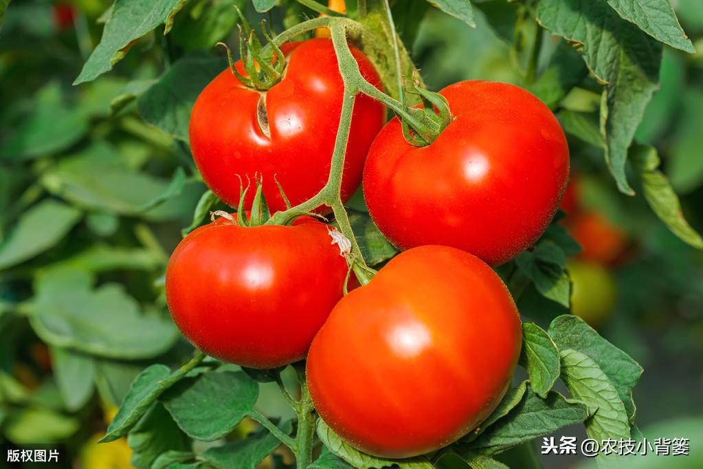 怎样种酉红柿_种植西红柿技术视频_酉红柿种植技术