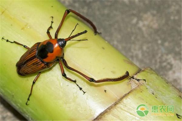 竹象鼻虫养殖技术_竹子象鼻虫人工饲养_人工养殖竹象鼻虫