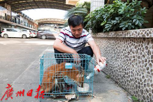 养殖狐狸致富视频_致富经养殖狐狸_养殖狐狸挣钱吗