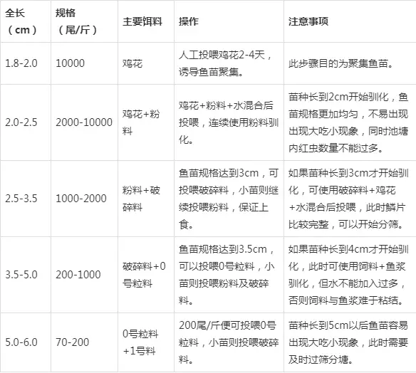 观赏鱼水花鱼苗养殖技术视频_怎样养殖水花鱼苗_水花鱼苗养殖技术视频