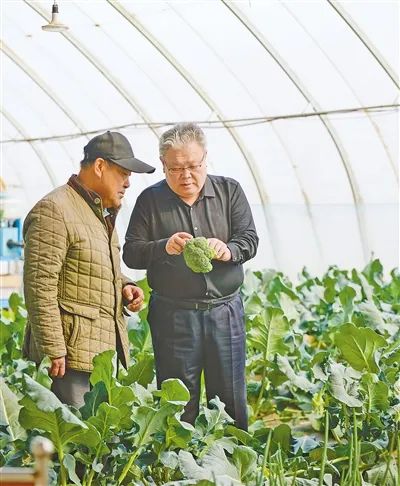 空中蔬菜种植技术_空中种菜技术视频_空中蔬菜种植技术视频