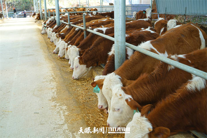 养驴是农村致富的好项目_农林卫视养野猪致富女人_致富经养牦牛的黄平