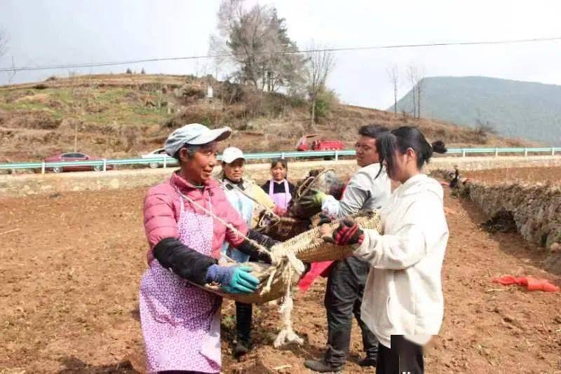 种植马铃薯赚钱吗_农民种植马铃薯致富_2021年马铃薯种植补贴政策